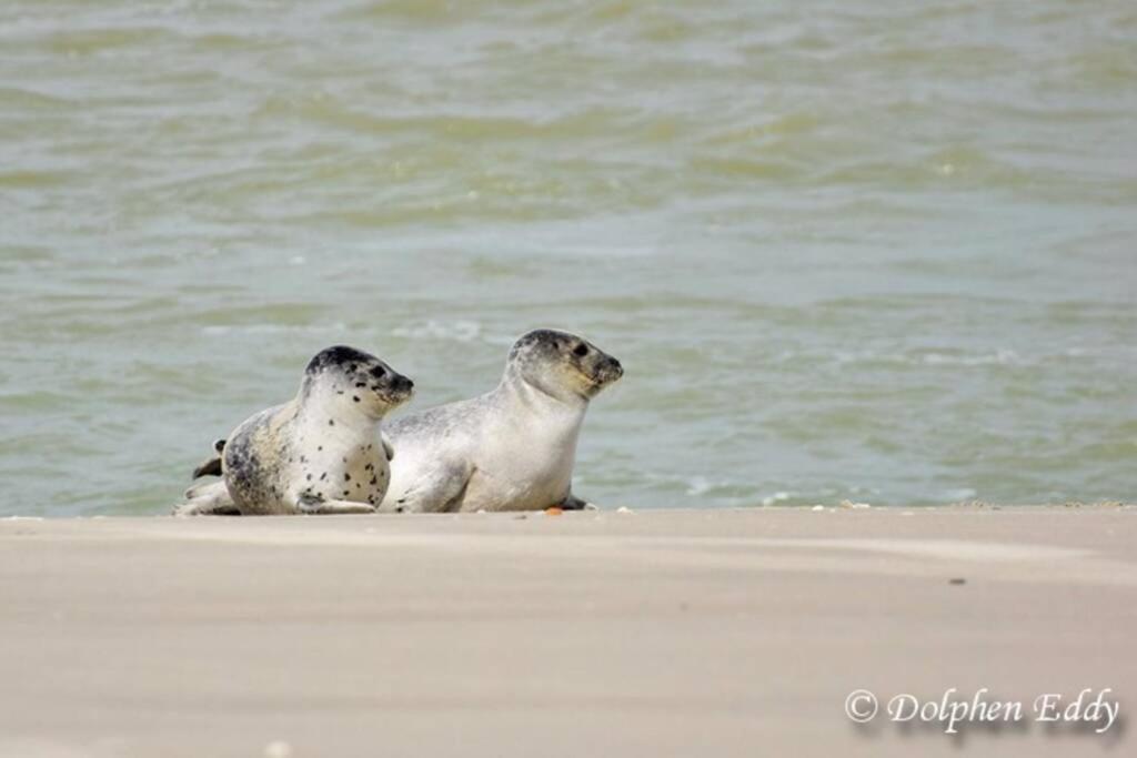 Zeezonzand ก๊กไซเดอ ภายนอก รูปภาพ